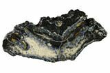 Mammoth Molar Slice with Case - South Carolina #165123-1